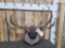 Freak Double Main Bram Mule Deer Antlers On Plaque