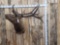 6x6 Bugling Elk Shoulder Mount Taxidermy