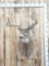 The Famous Sal Aherens Buck Reproduction Shoulder Mount Taxidermy