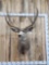 Big 6x5 Mule Deer Shoulder Mount Taxidermy