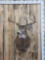 168 7/8' 4x4 Whitetail Shoulder Mount Taxidermy