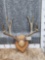 Heavy Mass 5x5 Mule Deer Antlers On Plaque