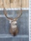 Big 7x7 Mule Deer Shoulder Mount Taxidermy