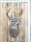 Famous Edmund Kopp Buck Reproduction Shoulder Mount Taxidermy