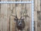 Giant Reproduction Whitetail Shoulder Mount Taxidermy