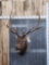 6x5 Bugling Elk Shoulder Mount Taxidermy