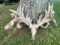 MONSTER Whitetail Antlers On Skull