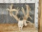 200 Class Whitetail Antlers On Skull