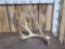 Big Main Frame 4x4 Whitetail Shed Antler