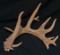 Giant 88.1 in WILD Iowa Whitetail Shed Antler