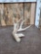 Big Main Frame 4x4 Whitetail Shed Antler