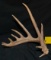 Giant 7 Point Typical Whitetail Shed antler