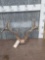 High 140 Class Whitetail Antlers On Skull Plate