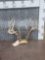 High 140 Class Wild Kansas Whitetail Antlers On Skull Plate