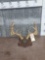 4x4 Whitetail Antlers On Plaque