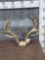 Awesome Wild Nontypical Whitetail Antlers On Skull Plate