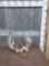 2 Sets Of Whitetail Antlers On Skull Plate