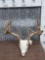 Cool Nontypical Whitetail Antlers On Skull