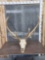 6x5 Elk Antlers On Skull