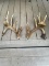 Big Double Drop Tine Whitetail Shed Antlers