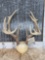 5x5 Whitetail Antlers On Plaque