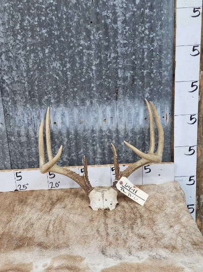 Wild 4x4 Whitetail Antlers On Skull Plate