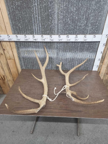 11.8 lbs Elk Antler Cut Offs