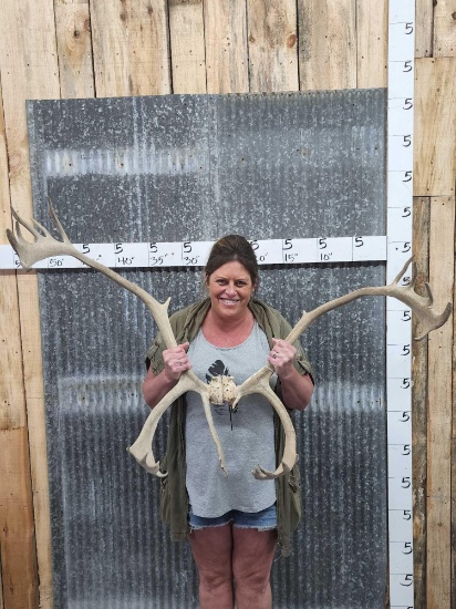 Caribou Antlers On Split Skull Plate