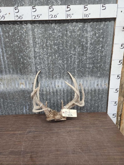 2 Sets Of Whitetail Antlers On Skull Plate