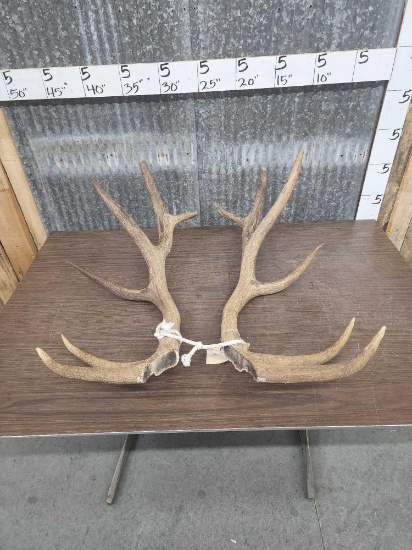 13 lbs Of Elk Antler Cut Offs