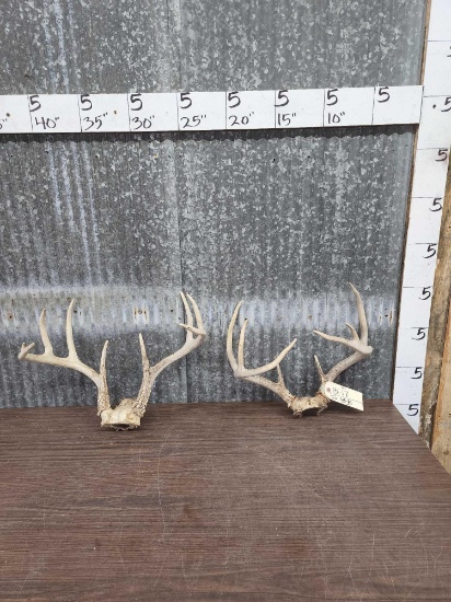 2 Sets Of Whitetail Antlers On Skull Plate