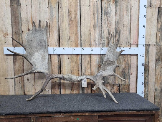52" Wide Moose Antlers On Skull Plate