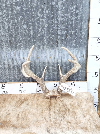 Palmated 4x4 Whitetail Antlers On Skull Plate