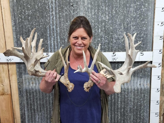 Big Gnarly Whitetail Shed Antlers