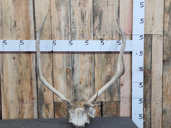 4x5 Elk Antlers On Skull Plate