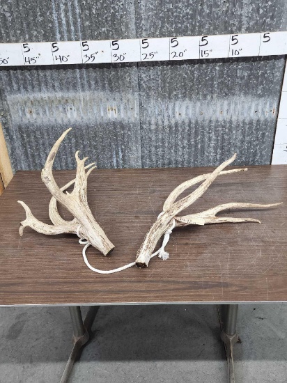 7.6 lbs Of Elk Antler Cut Offs