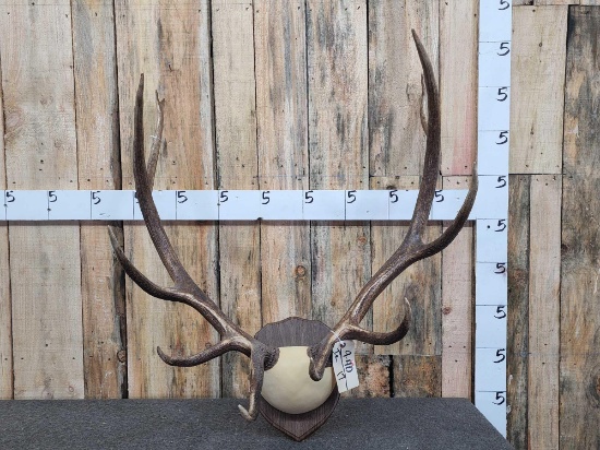 5x5 Elk Antlers On Plaque