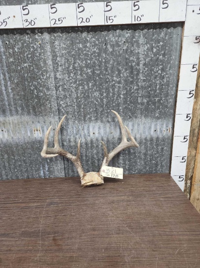 4x4 Whitetail Antlers On Skull Plate