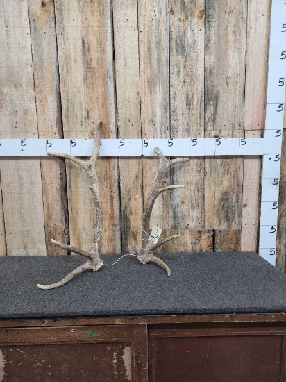 Small Set Of Elk Shed Antlers