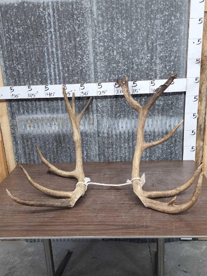 13.2 lbs Of Elk Antler Cut Offs
