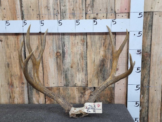 Vintage 4x4 Mule Deer Antlers On Skull Plate