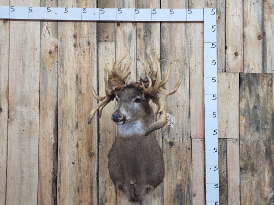 The Famous Sammy Walker Buck Reproduction Shoulder Mount Taxidermy