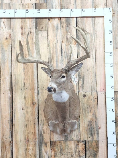 The Famous Sal Aherens Buck Reproduction Shoulder Mount Taxidermy