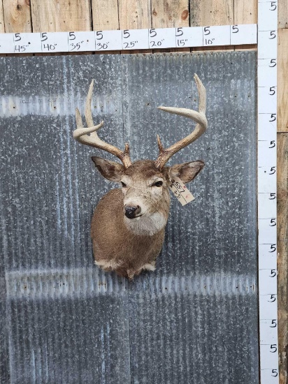 4x4 Whitetail Shoulder Mount Taxidermy