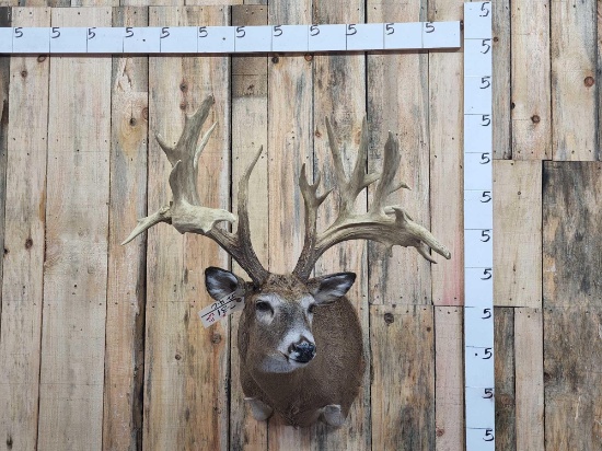 Giant Reproduction Whitetail Shoulder Mount Taxidermy