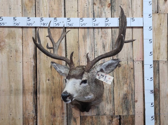 185 6/8" Mule Deer Shoulder Mount Taxidermy