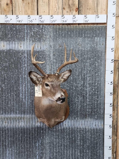 4x4 Whitetail Shoulder Mount Taxidermy