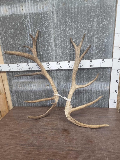 12.4 lbs Elk Antler Cut Offs