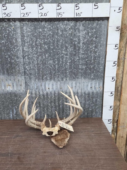 2 Sets Of Whitetail Antlers On Skull Plate