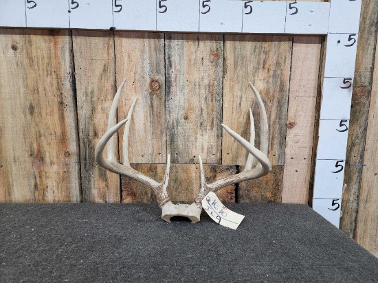 4x4 Whitetail Antlers On Skull Plate